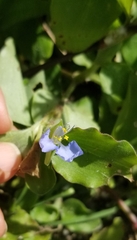 Commelina benghalensis