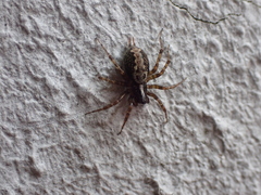 Textrix denticulata
