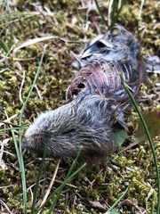 Clethrionomys gapperi