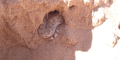 Crotalus cerastes