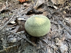 Russula parvovirescens