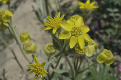 Baileya pauciradiata