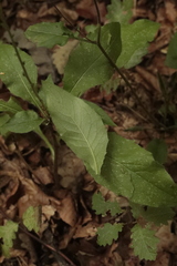 Hieracium murorum