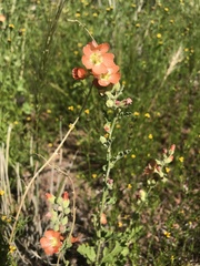 Sphaeralcea hastulata