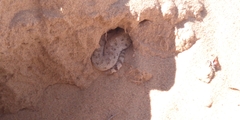 Crotalus cerastes