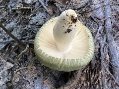 Russula parvovirescens
