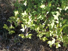 Acer monspessulanum