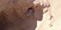 Crotalus cerastes