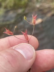 Pterogastra divaricata