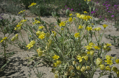 Baileya pauciradiata