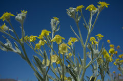 Baileya pauciradiata