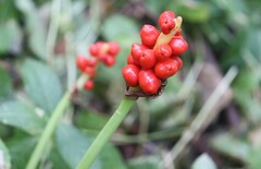 Arum maculatum