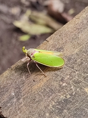 Fulgoridae