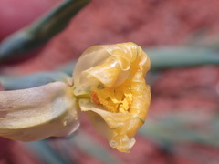 Moraea schlechteri