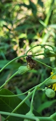 Salticidae