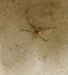 Latrodectus geometricus