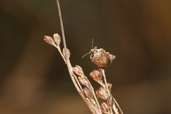 Eysarcoris ventralis