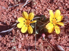 Gazania lichtensteinii