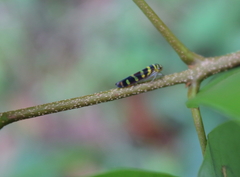 Dilobopterus quinquesignatus