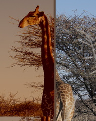 Giraffa camelopardalis angolensis