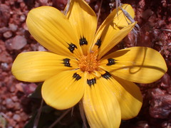 Gazania lichtensteinii
