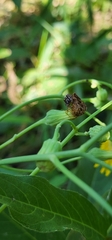 Salticidae