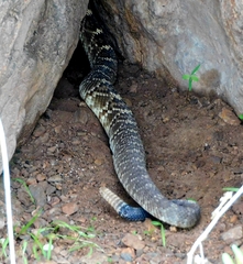 Crotalus molossus nigrescens
