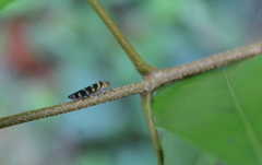 Dilobopterus quinquesignatus