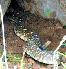 Crotalus molossus nigrescens