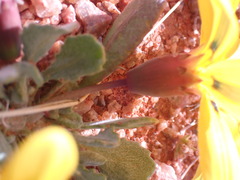 Gazania lichtensteinii