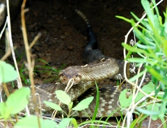 Crotalus molossus nigrescens
