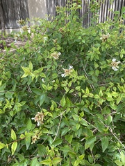 Abelia