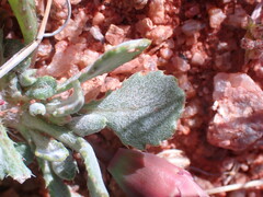 Gazania lichtensteinii