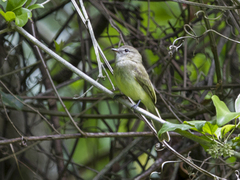 Myiopagis viridicata