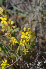 Tetragonia