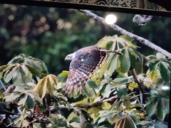 Rostrhamus sociabilis