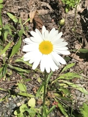 Leucanthemum