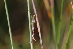 Conocephalus dorsalis