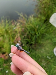Arrenurus