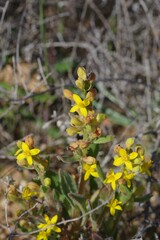 Tetragonia