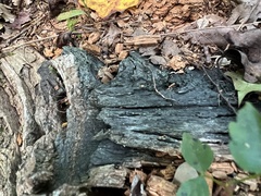 Chlorociboria aeruginascens