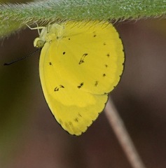 Eurema nicevillei