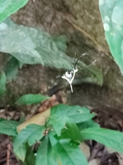 Micrathena schreibersi