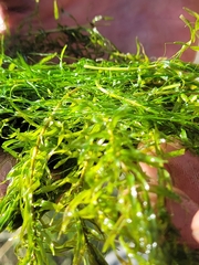 Elodea canadensis