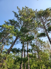 Pinus banksiana