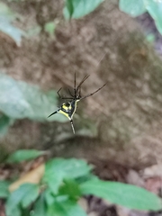 Micrathena schreibersi
