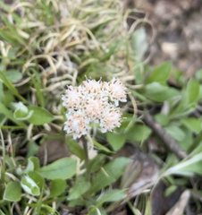Antennaria neglecta