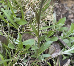 Antennaria neglecta