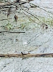 Emydidae