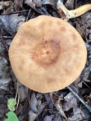 Lactifluus volemus